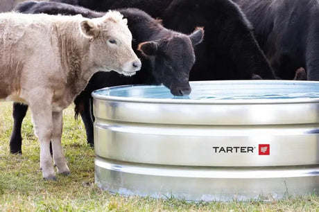Cattle drinking from a Tarter galvanized stock tank; manufacturer product example