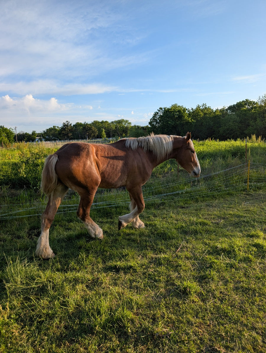 Helios Leo, Bobby Payne's 17-hand Belgian draft horse, walking through a sunny Kansas pasture